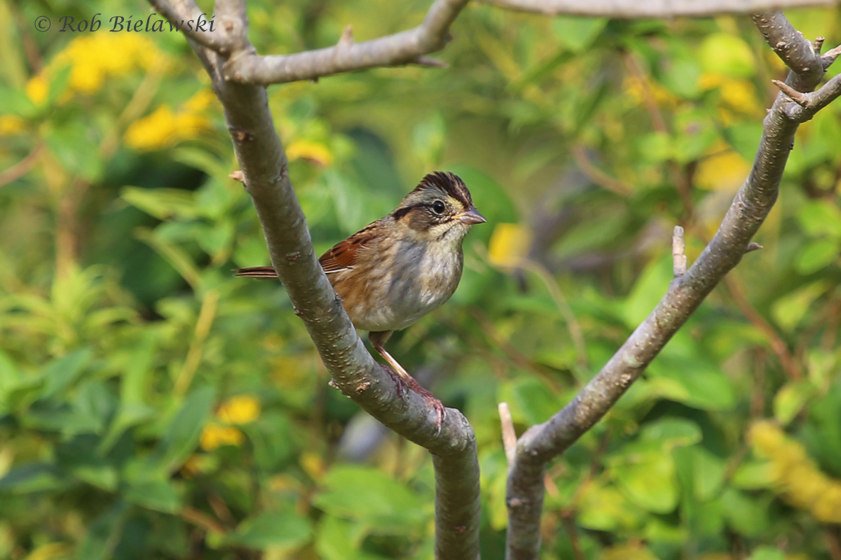 A Swamp Sparrow seen at Kiptopeke State Park!