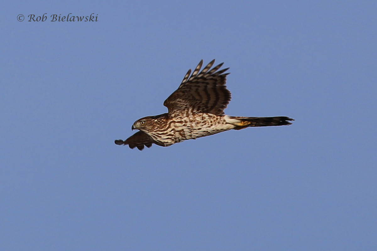 A Sharp-shinned Hawk cruising along the strong winds at Pleasure House Point.