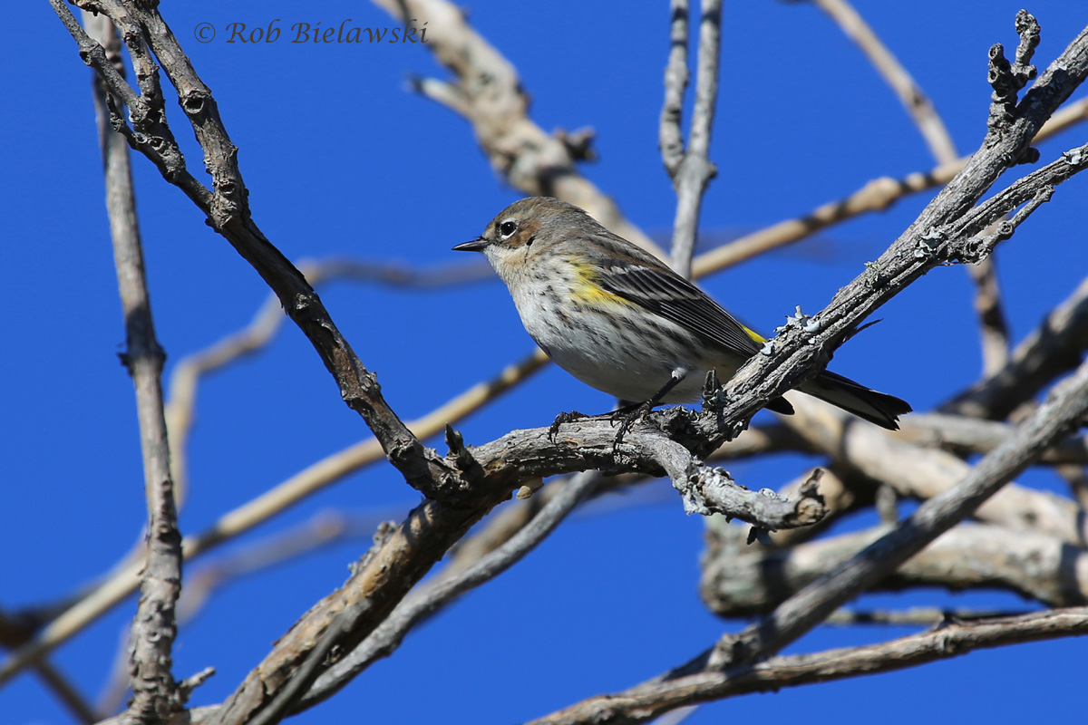 Our most common winter warbler, the Yellow-rumped!