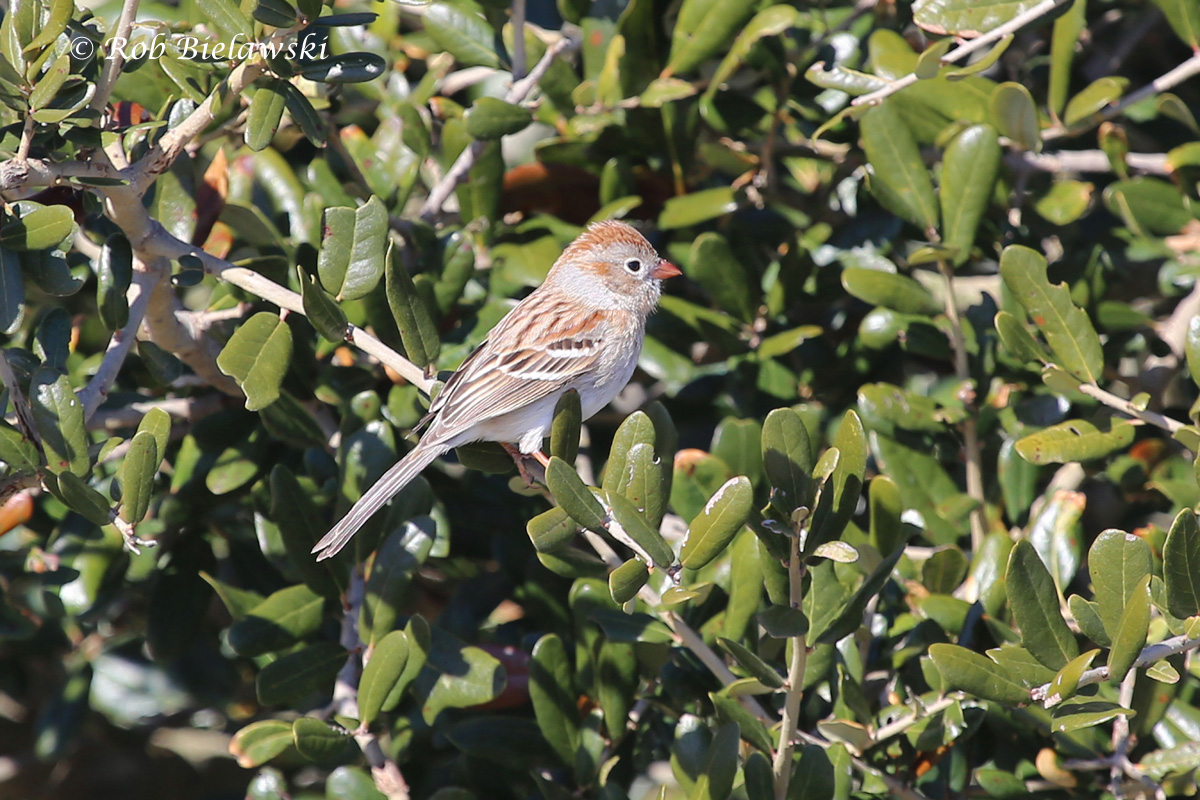 First Field Sparrow of the year! Seen on the same date and at the exact same location as my first ones last year!