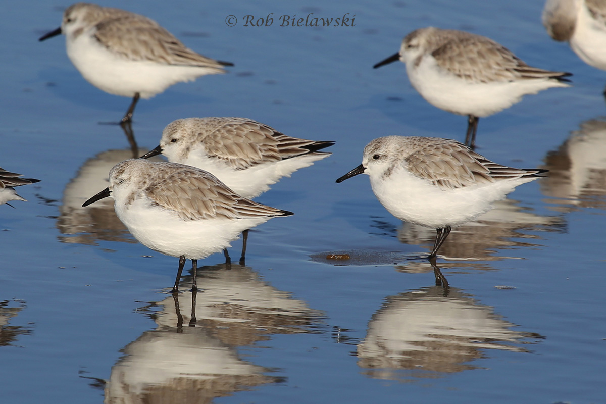 A few of the many Sanderlings seen along the beaches of the Outer Banks!