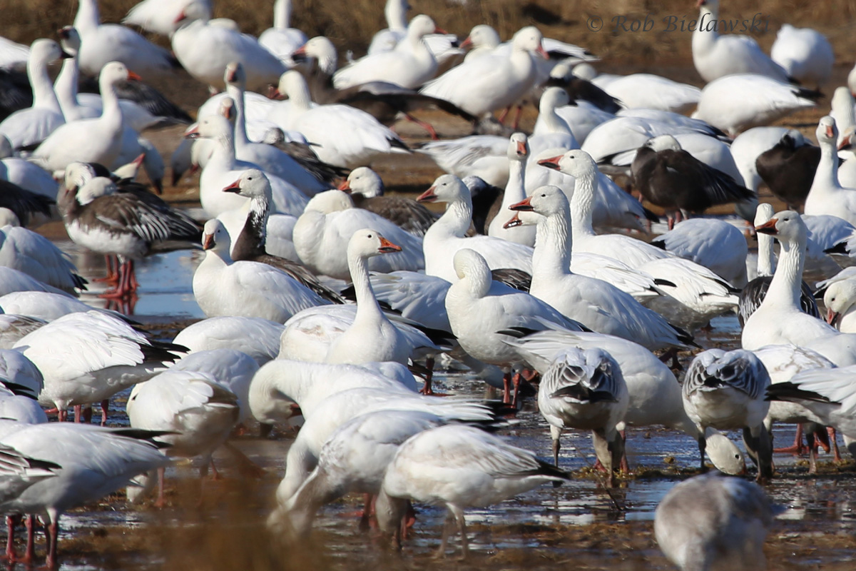Just a fraction of the main flock of Snow Geese that was seen at Pea Island National Wildlife Refuge!