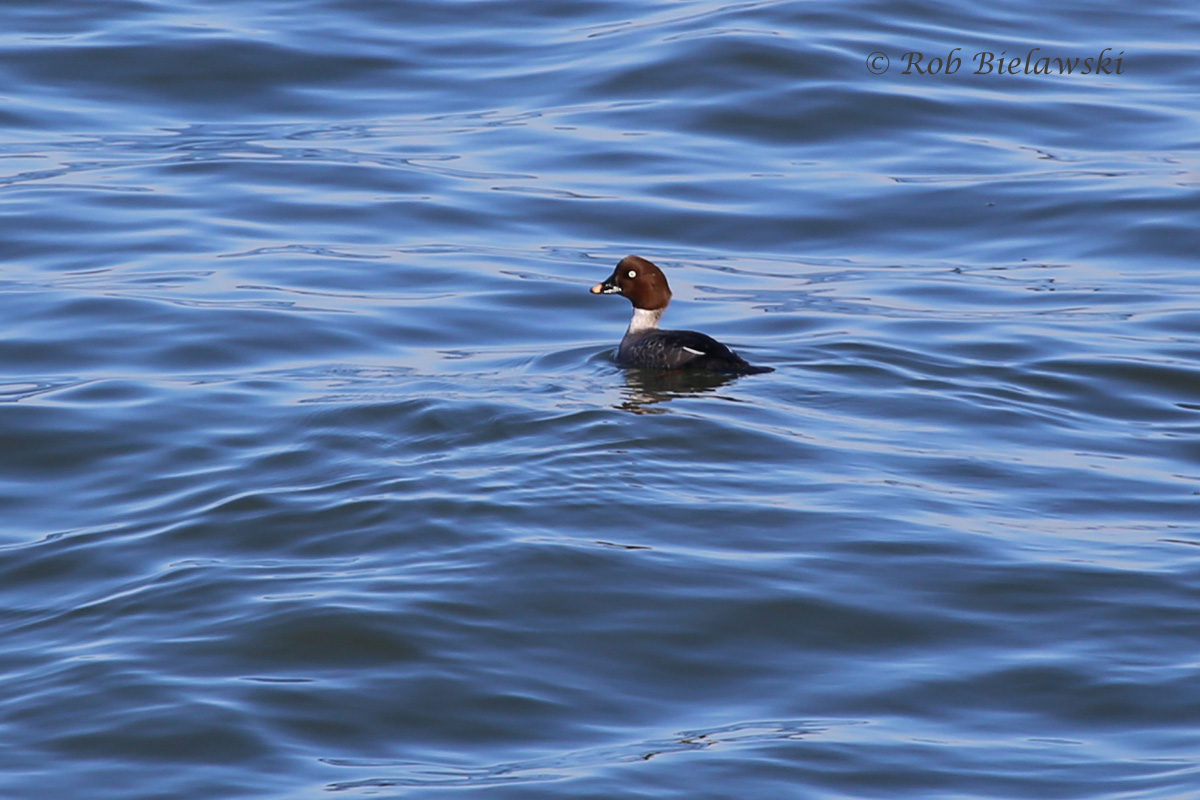 Female Common Goldeneye seen off the first island of the Chesapeake Bay Bridge-Tunnel on Friday evening!