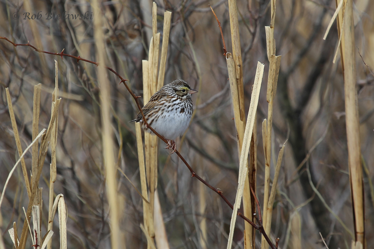 One of the 4 species of sparrows encountered at Back Bay National Wildlife Refuge, the Savannah Sparrow!