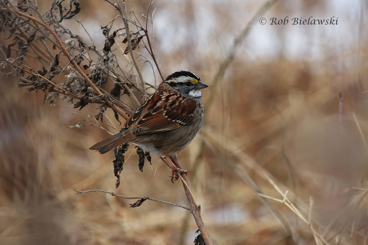 A striking White-throated Sparrow seen at Back Bay near the visitor's center parking area!