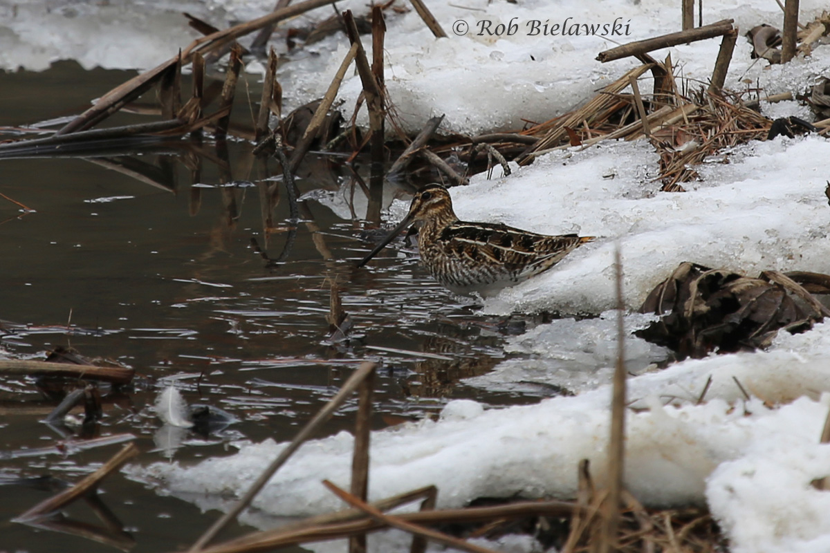 This beautifully camouflaged bird, with its massive bill, is a Wilson's Snipe, and this is the first time I've ever been able to photograph one with any clarity before spooking them!