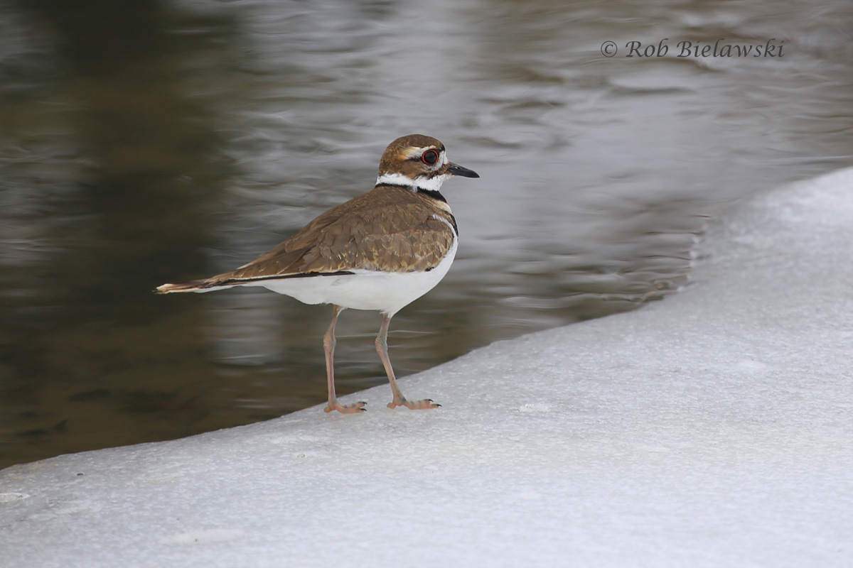 A Killdeer along the icy edge of a free flowing ditch near the Lotus Gardens in Virginia Beach, one of few spots with any open water.