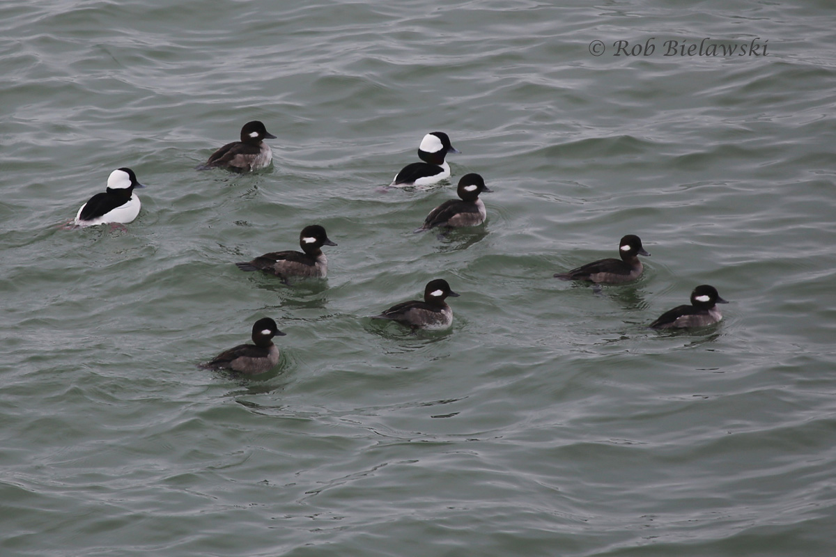 One fraction of the larger group of Buffleheads seen off South Thimble Island on Sunday afternoon during a break in the fog!