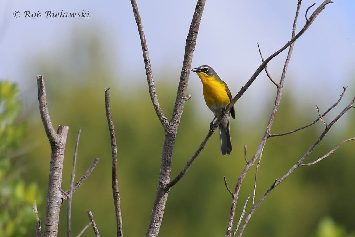   Yellow-breasted Chat - Adult Plumage - 30 May 2015 - Princess Anne Wildlife Managment Area (Whitehurst Tract), Virginia Beach, VA  