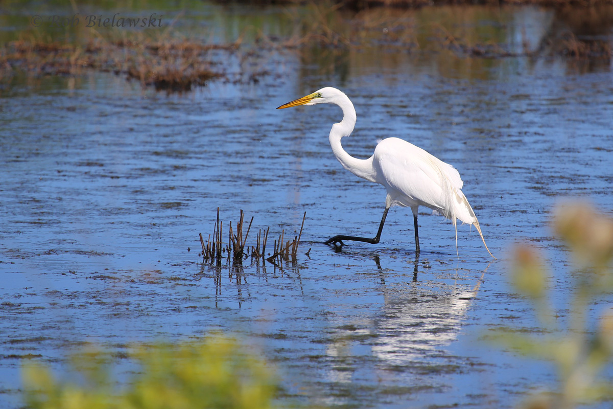   Great Egret - Adult - 29 May 2014 - Back Bay National Wildlife Refuge, Virginia Beach, VA  