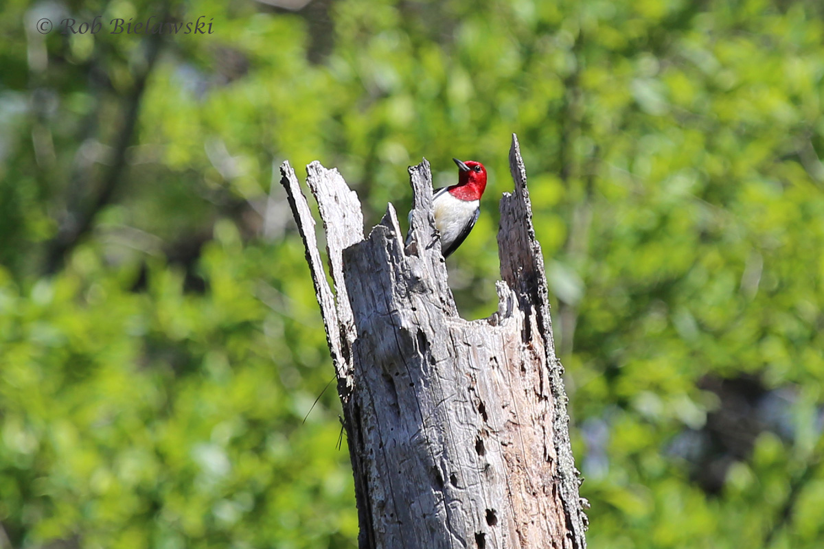   Red-headed Woodpecker - Adult - 31 May 2015 - First Landing State Park, Virginia Beach, VA  