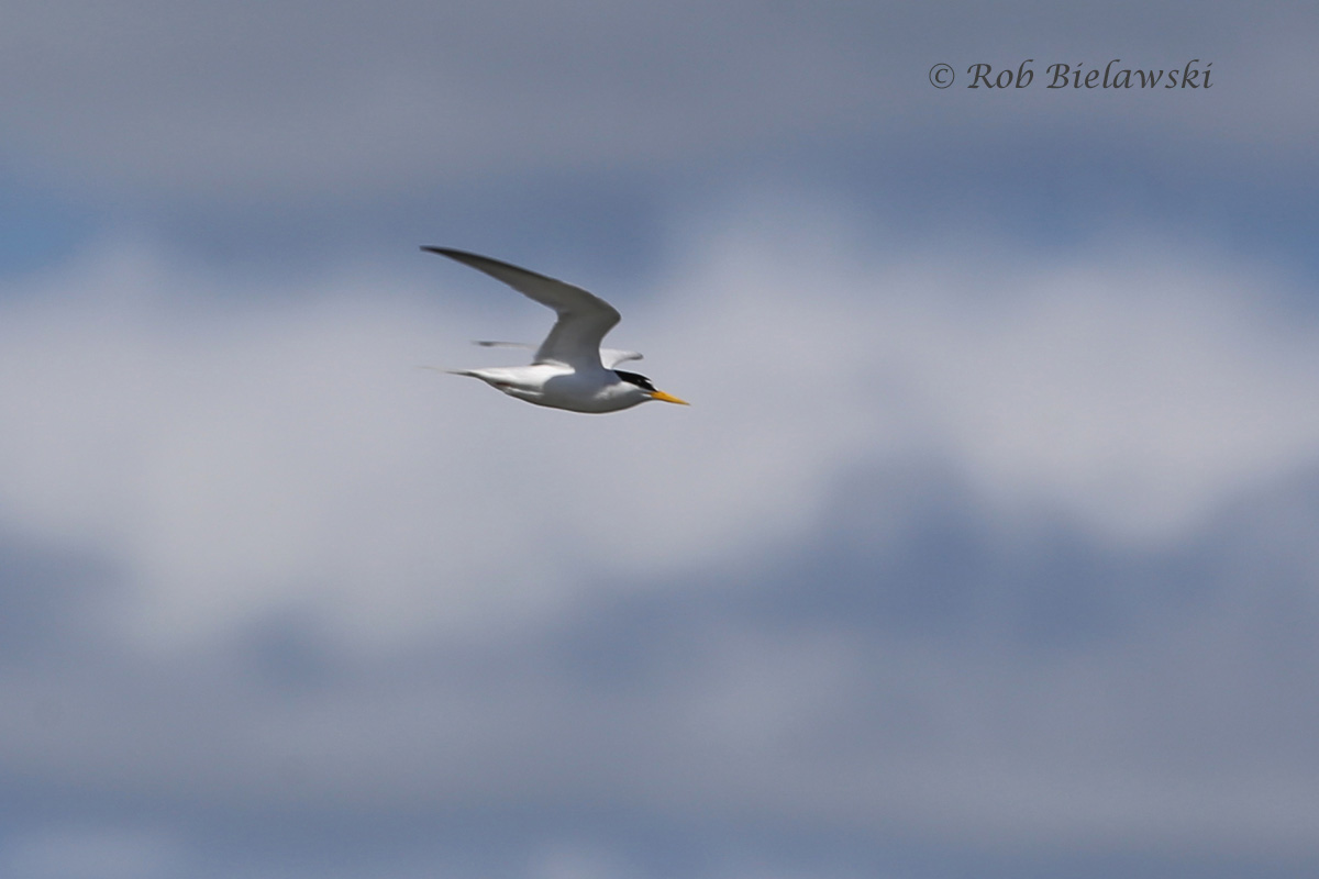   Least Tern - Breeding Adult in Flight - 31 May 2015 - Pleasure House Point Natural Area, Virginia Beach, VA  
