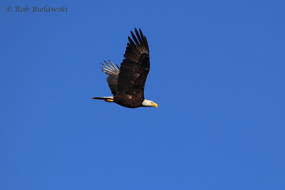   Bald Eagle - Adult in Flight - 29 May 2015 - Back Bay National Wildlife Refuge, Virginia Beach, VA  