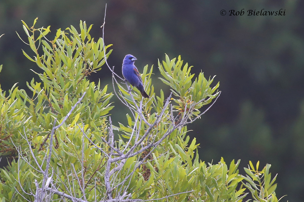   Blue Grosbeak - Adult Male - 30 May 2015 - Princess Anne Wildlife Management Area (Whitehurst Tract), Virginia Beach, VA  
