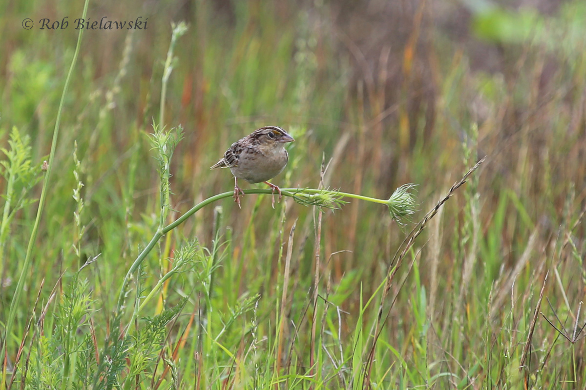   Grasshopper Sparrow - Adult - 6 Jun 2015 - Magothy Bay Natural Area Preserve, Northampton County, VA  