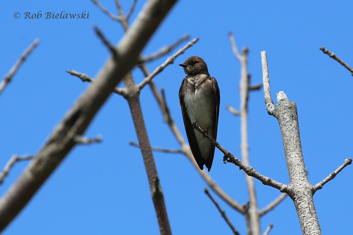   Northern Rough-winged Swallow - Adult - 6 Jun 2015 - Kiptopeke State Park, Northampton County, VA  