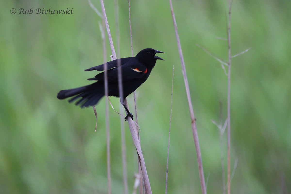   Red-winged Blackbird - Adult Male - 5 Jun 2015 - Back Bay National Wildlife Refuge, Virginia Beach, VA  