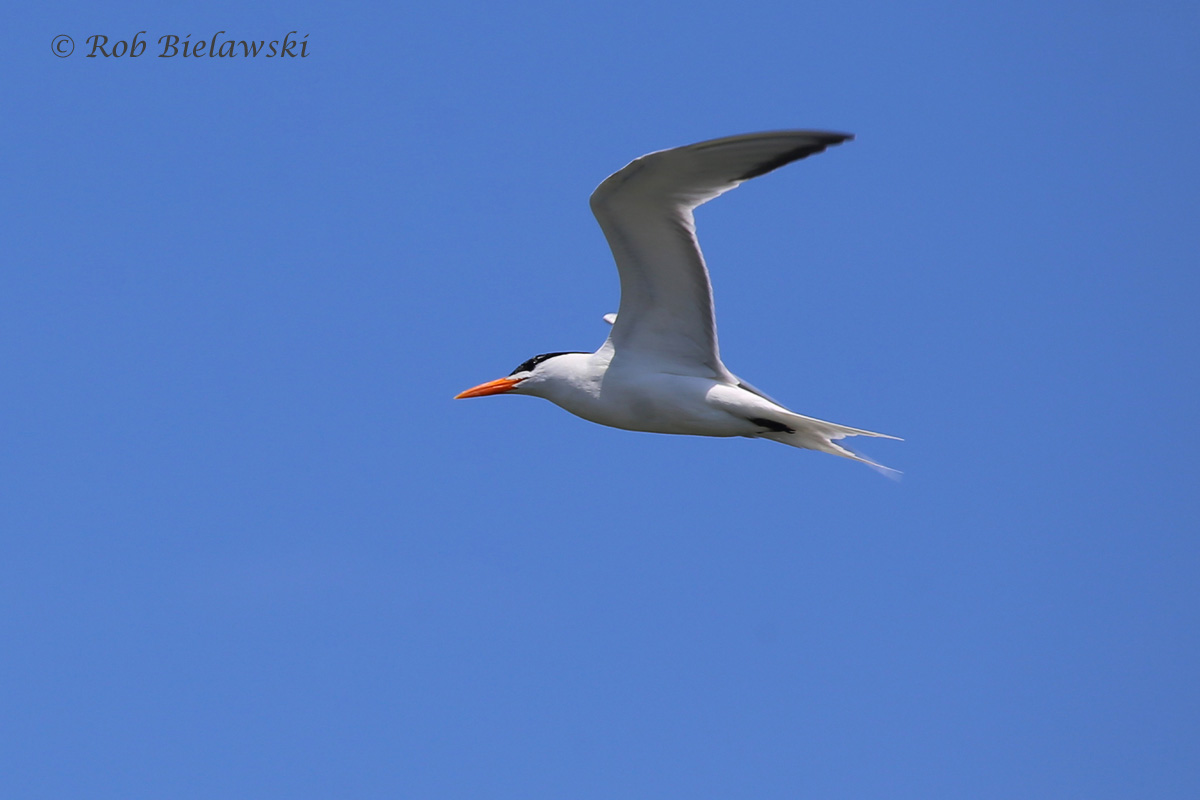   Royal Tern - Breeding Adult in Flight - 6 Jun 2015 - Pleasure House Point Natural Area, Virginia Beach, VA  