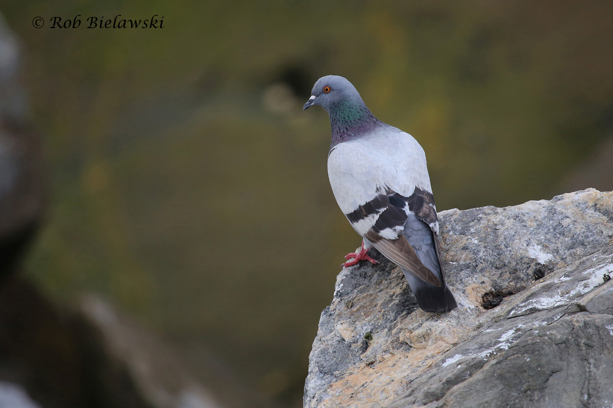   Rock Pigeon - Natural Adult - 6 Jun 2015 - South Thimble Island (CBBT), Virginia Beach, VA  