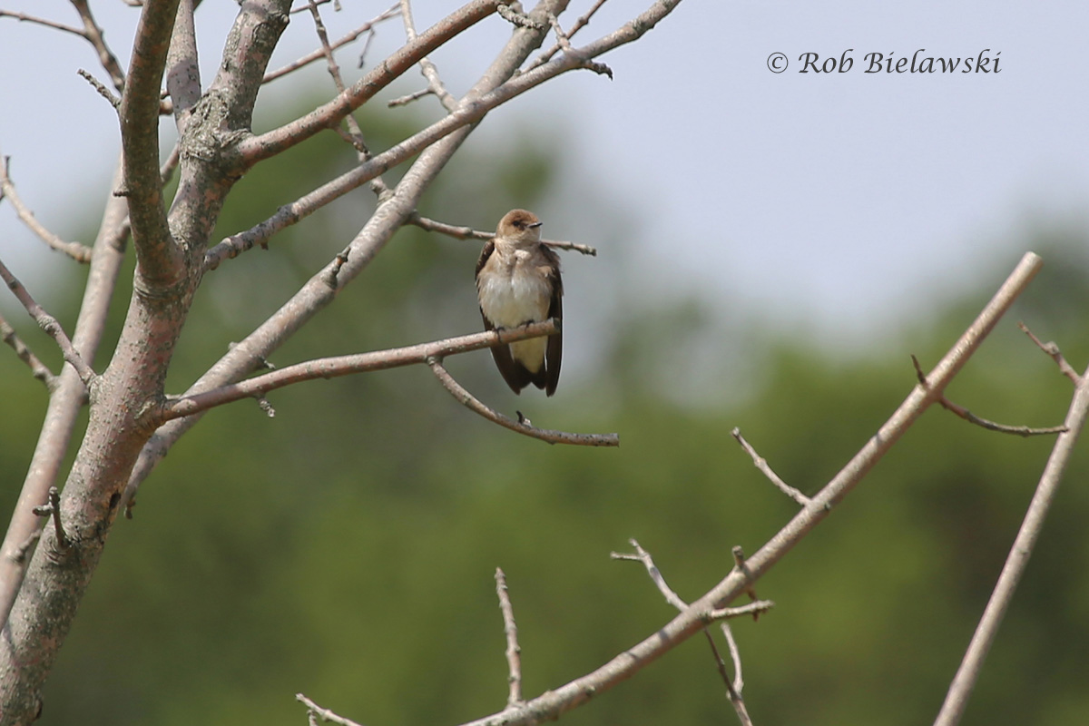   Northern Rough-winged Swallow - Adult - 6 Jun 2015 - Kiptopeke State Park, Northampton County, VA  