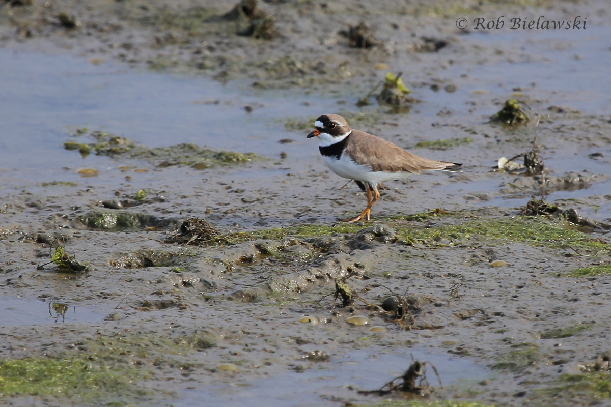   Semipalmated Plover - Breeding Adult - 19 May 2015 - Pleasure House Point Natural Area, Virginia Beach, VA  