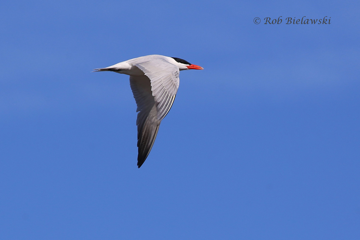   Caspian Tern - Breeding Adult in Flight - 22 May 2015 - Back Bay National Wildlife Refuge, Virginia Beach, VA  