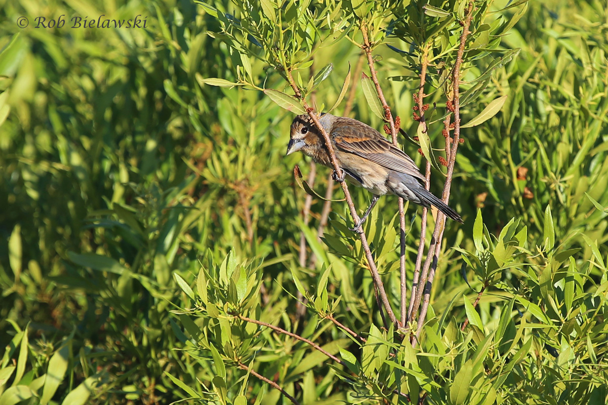   Blue Grosbeak - First Summer Male - 22 May 2015 - Back Bay National Wildlife Refuge, Virginia Beach, VA  