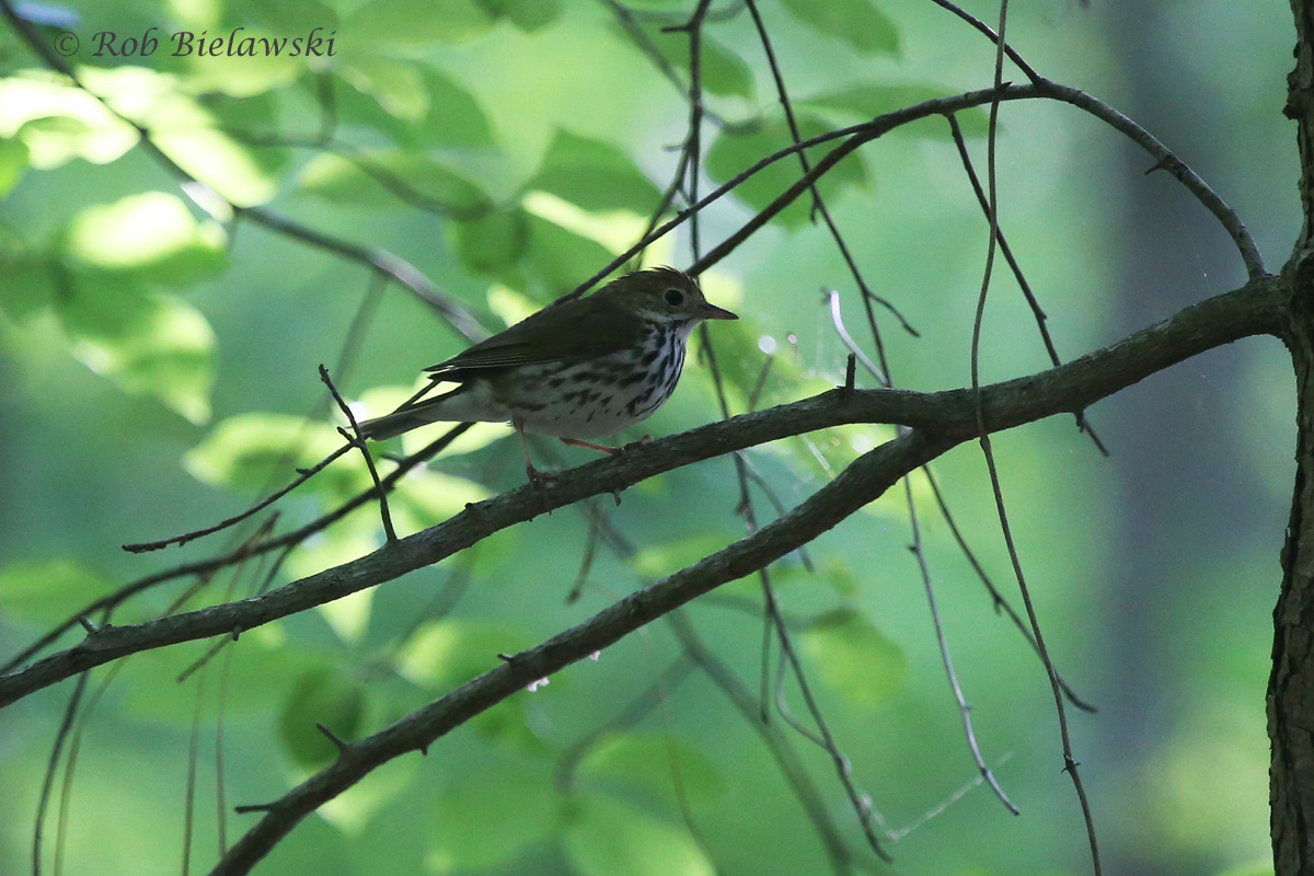   Ovenbird - Adult - 24 May 2015 - Stumpy Lake Natural Area, Virginia Beach, VA  