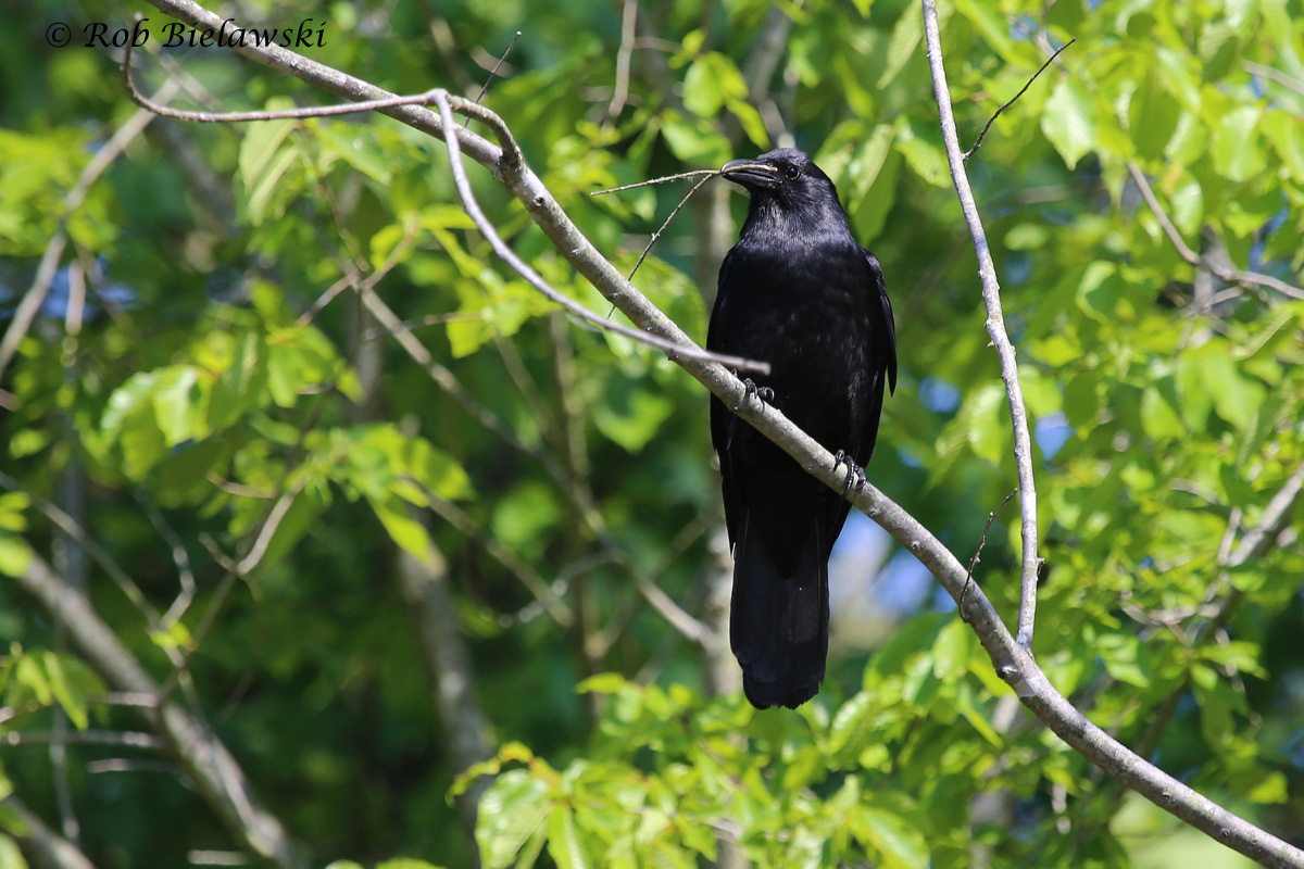   Fish Crow - Adult - 24 May 2015 - Stumpy Lake Natural Area, Virginia Beach, VA  