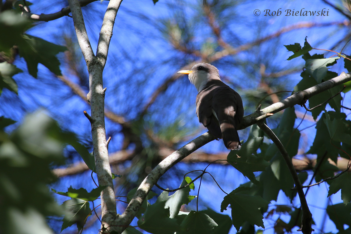   Yellow-billed Cuckoo - Adult - 22 May 2015 - Back Bay National Wildlife Refuge, Virginia Beach, VA  