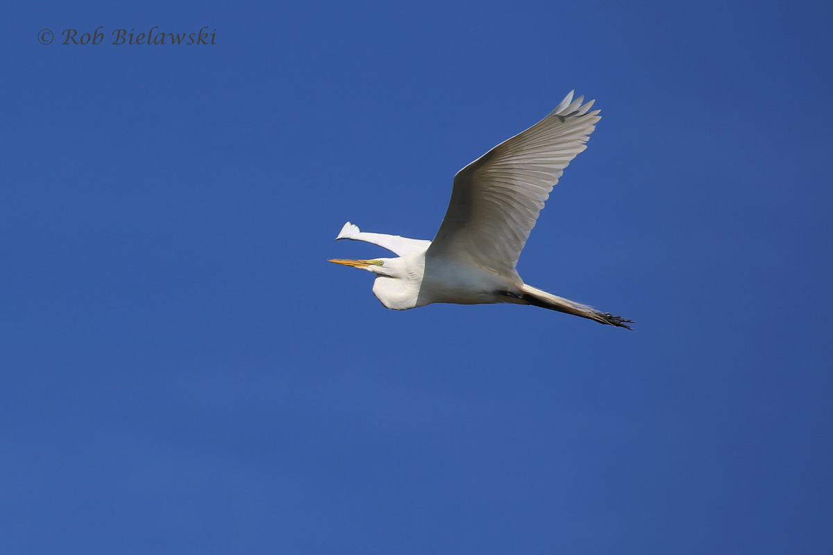   Great Egret - Adult in Flight - 22 May 2015 - Back Bay National Wildlife Refuge, Virginia Beach, VA  