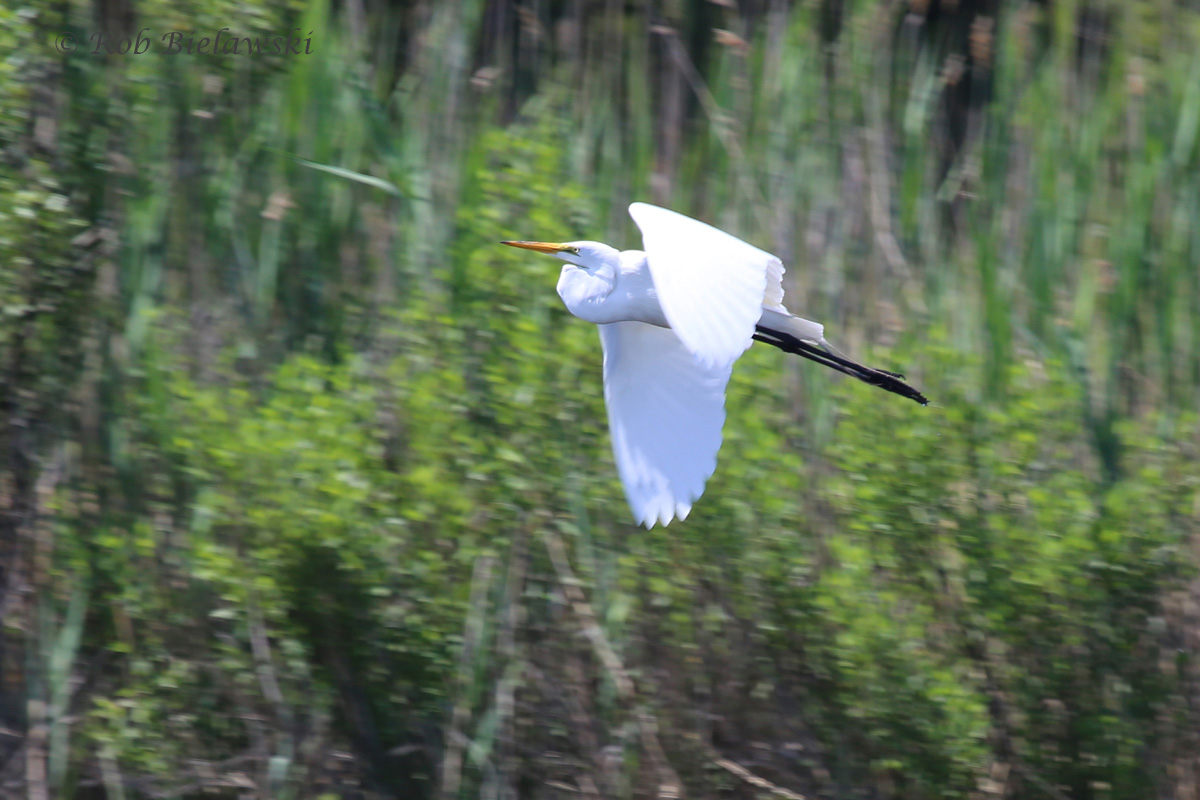   Great Egret - Adult in Flight - 24 May 2015 - Pleasure House Point Natural Area, Virginia Beach, VA  