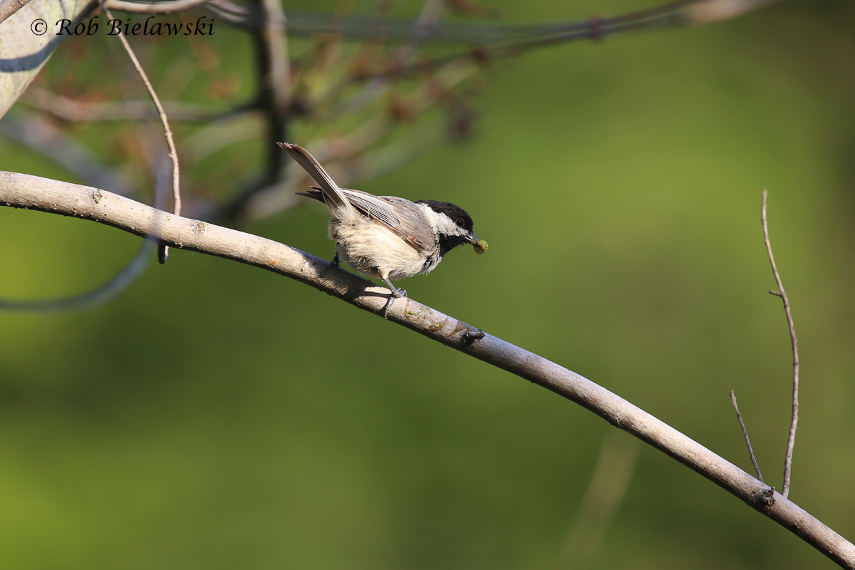   Carolina Chickadee - Adult - 24 May 2015 - Stumpy Lake Natural Area, Virginia Beach, VA  