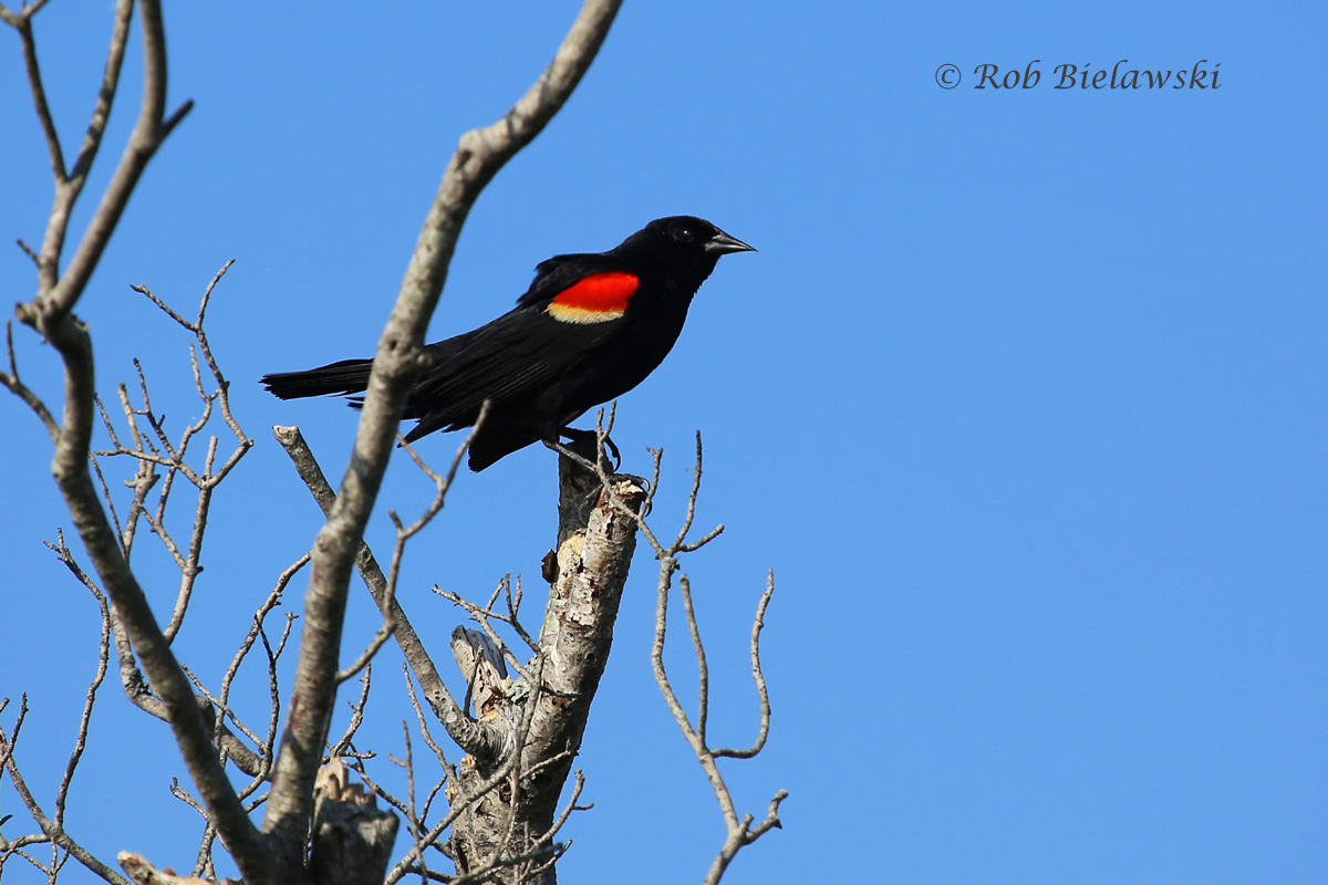   Red-winged Blackbird - Adult Male - 12 June 2015 - Back Bay National Wildlife Refuge, Virginia Beach, VA  