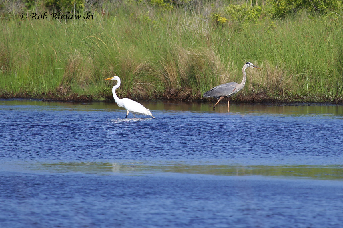   Great Blue Heron (right) showing slightly larger size than Great Egret (left) - 12 June 2015 - Back Bay NWR, Virginia Beach, VA  