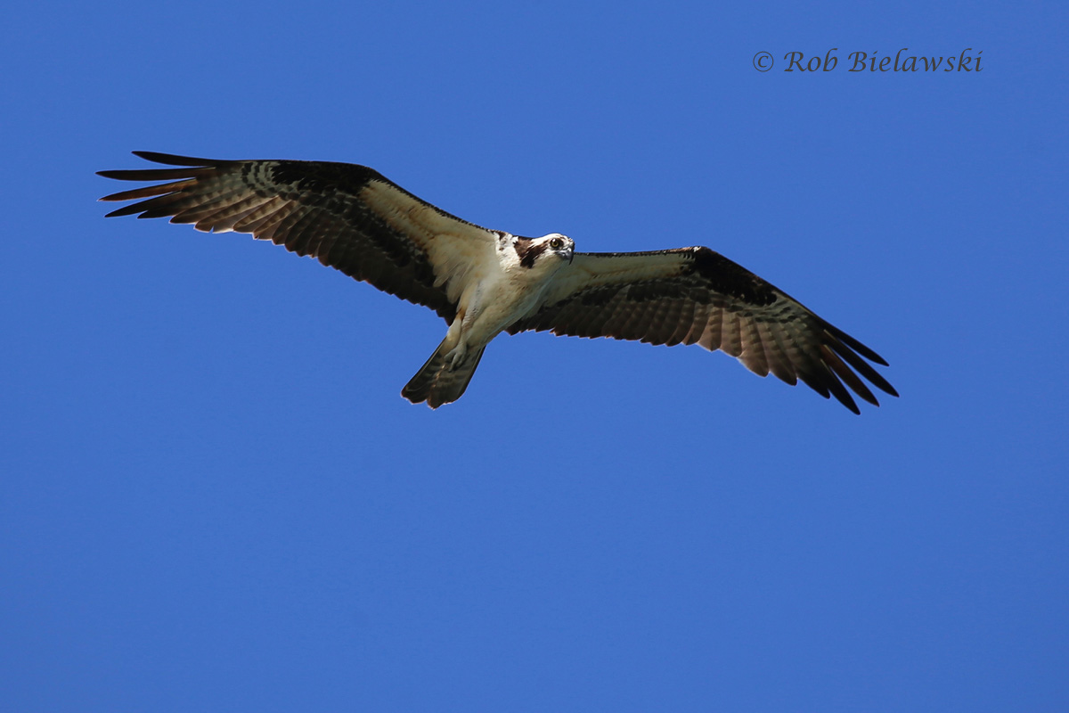   Osprey - Adult in Flight - 12 June 2015 - Back Bay NWR, Virginia Beach, VA  