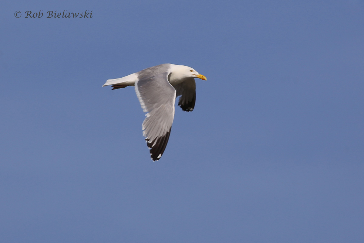   Herring Gull - Breeding Adult in Flight - 19 May 2015 - Pleasure House Point NA, Virginia Beach, VA  