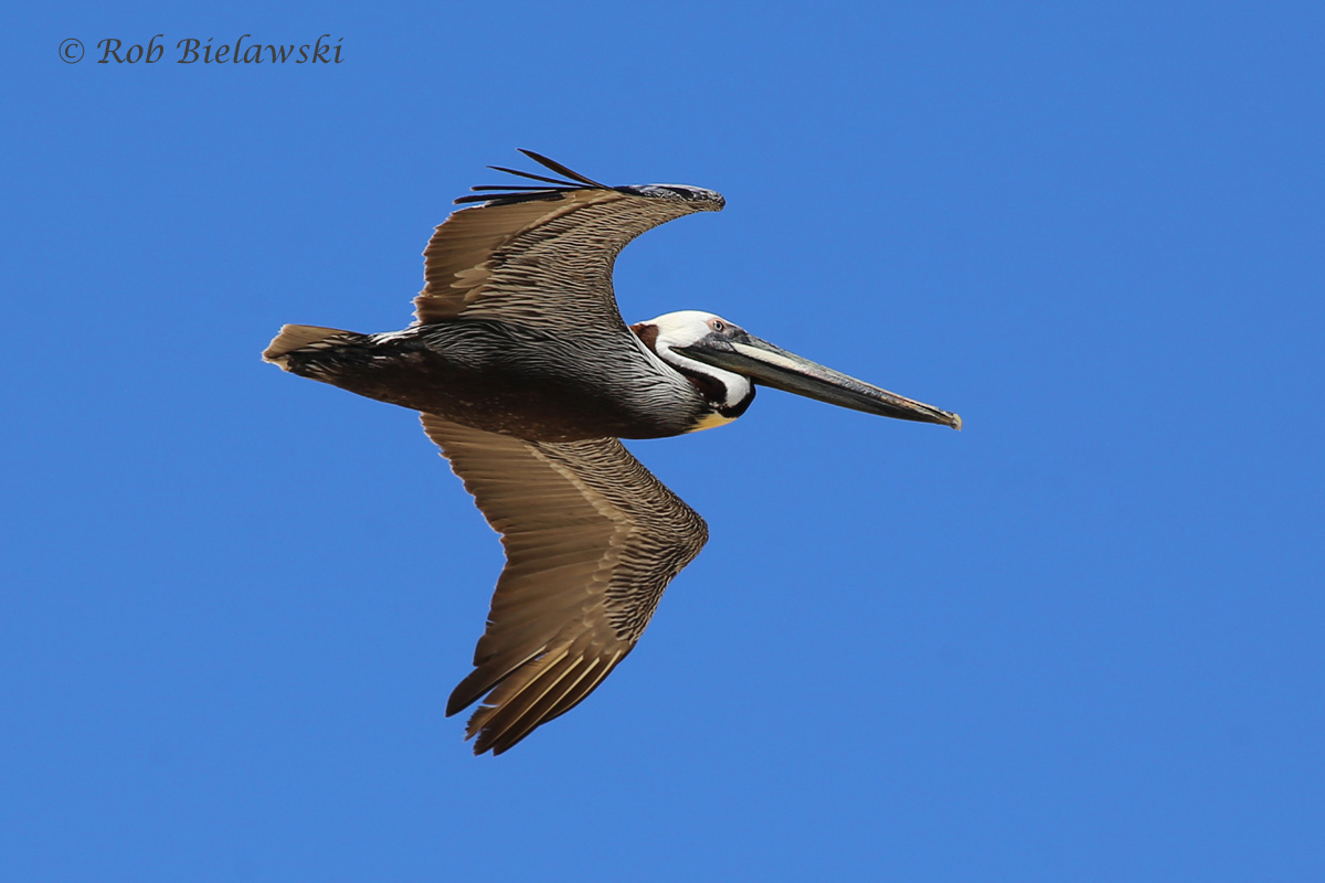   Brown Pelican - Breeding Adult in Flight - 23 May 2015 - Back Bay NWR, Virginia Beach, VA  