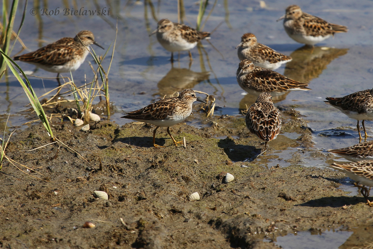   Least Sandpiper - Breeding Adults - 13 May 2015 - Pleasure House Point NA, Virginia Beach, VA  