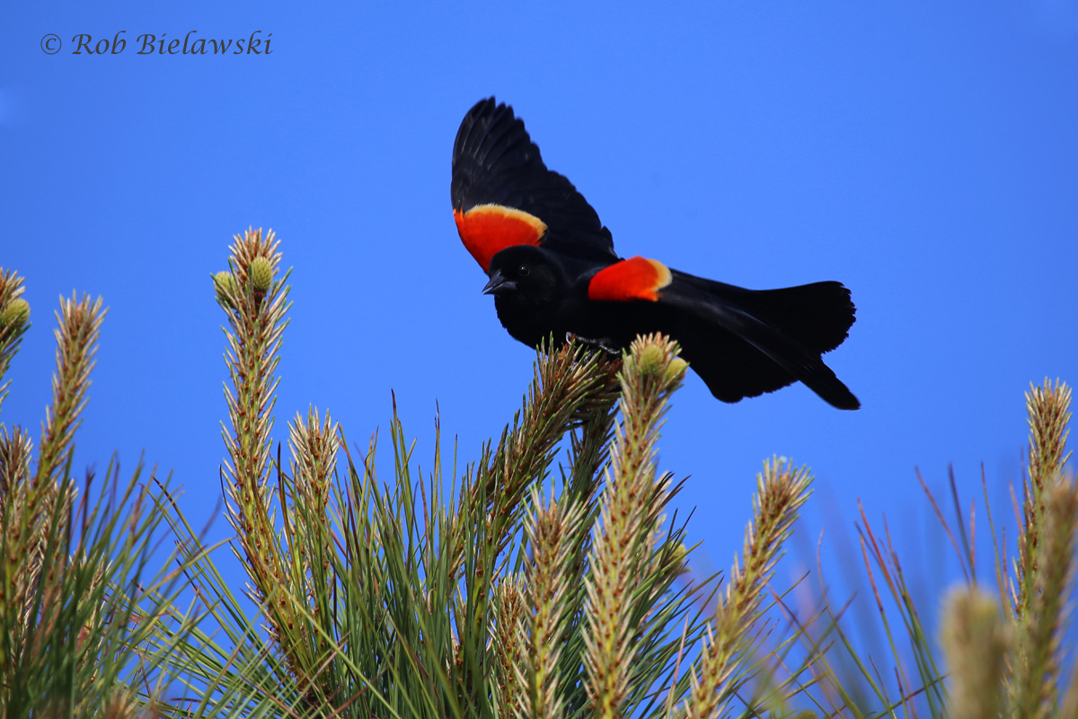   Red-winged Blackbird - Adult Male - 13 May 2015 - Pleasure House Point NA, Virginia Beach, VA  