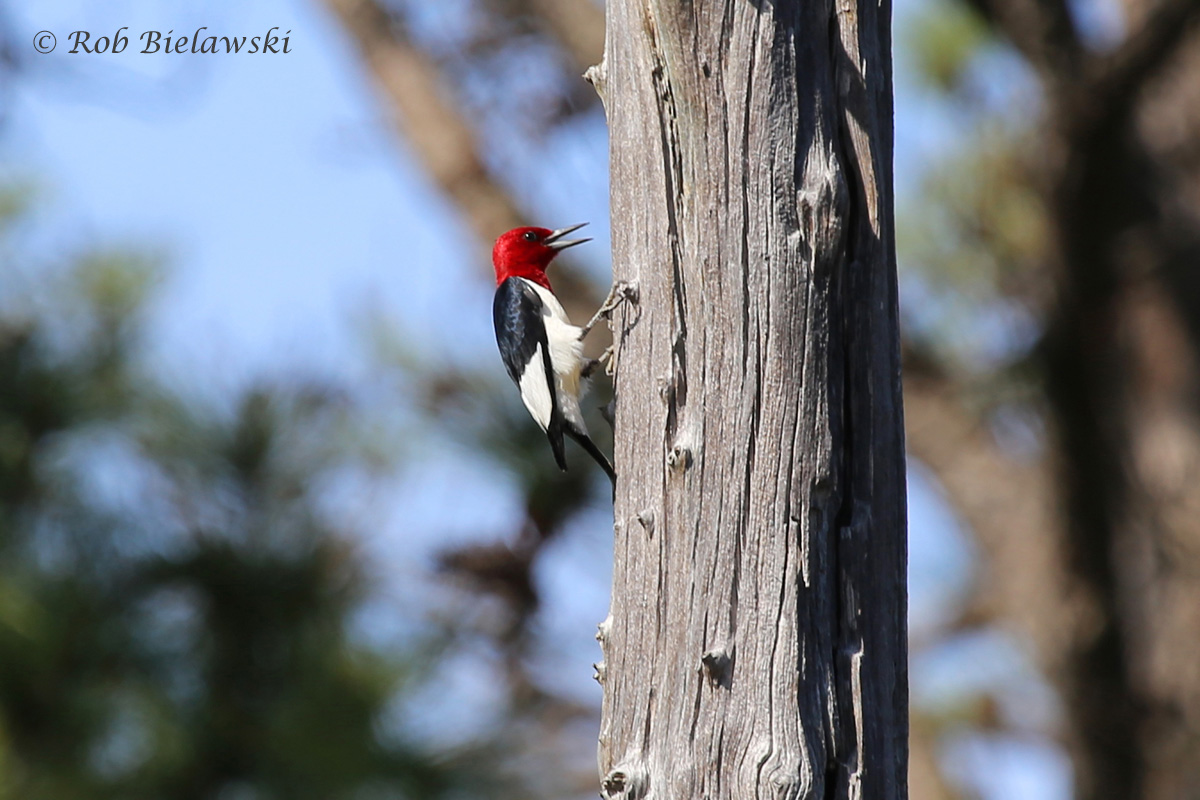   Red-headed Woodpecker - Adult - 15 May 2015 - First Landing SP, Virginia Beach, VA  