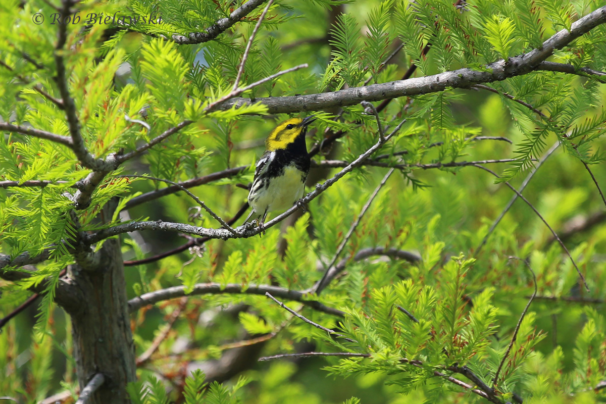   Black-throated Green Warbler - Spring Male - 16 May 2015 - Back Bay NWR, Virginia Beach, VA  