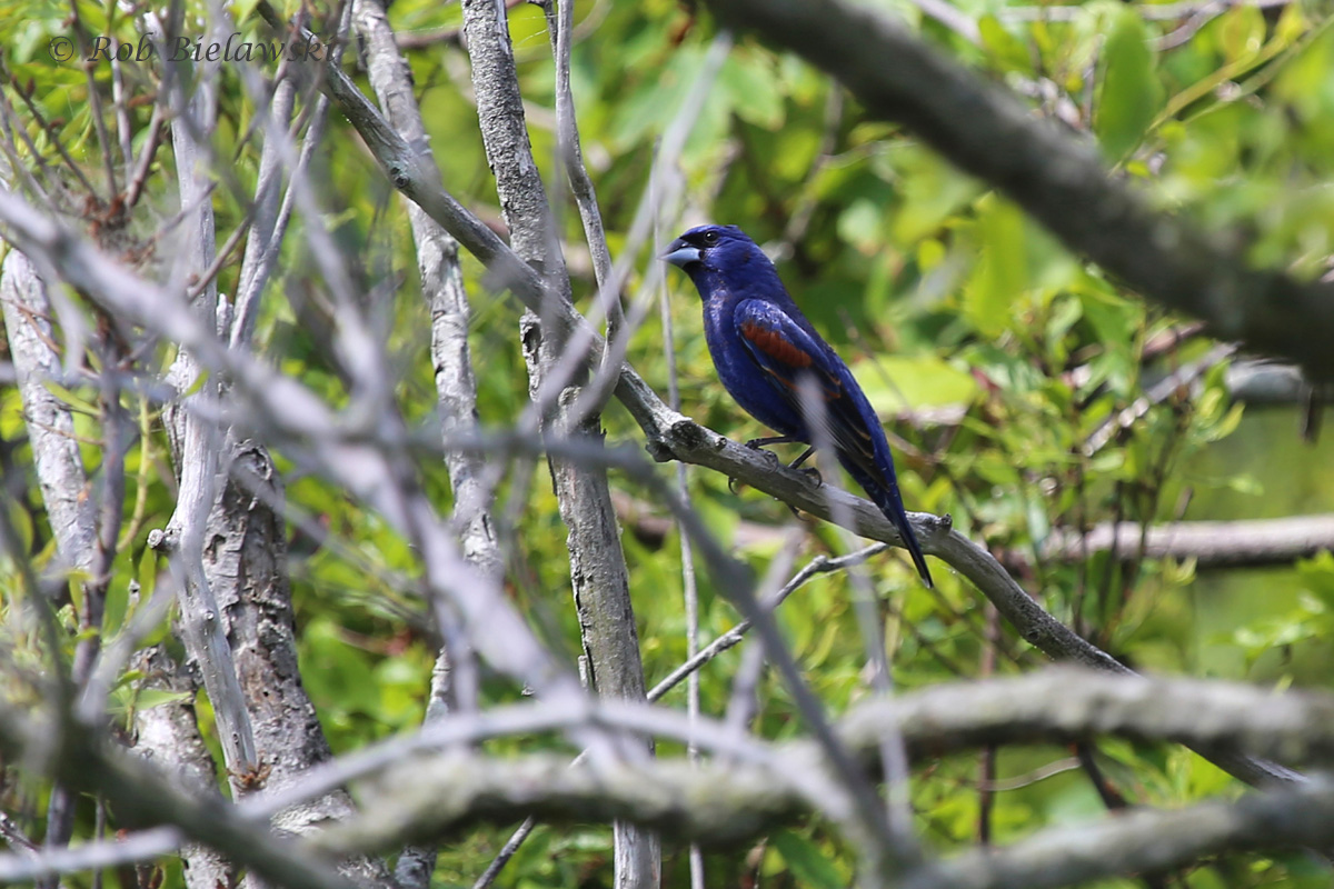   Blue Grosbeak - Adult Male - 16 May 2015 - Back Bay NWR, Virginia Beach, VA  