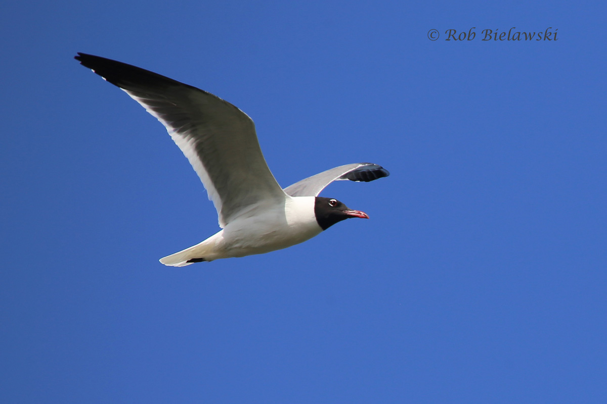   Laughing Gull - Breeding Adult in Flight - 13 May 2015 - Pleasure House Point NA, Virginia Beach, VA  