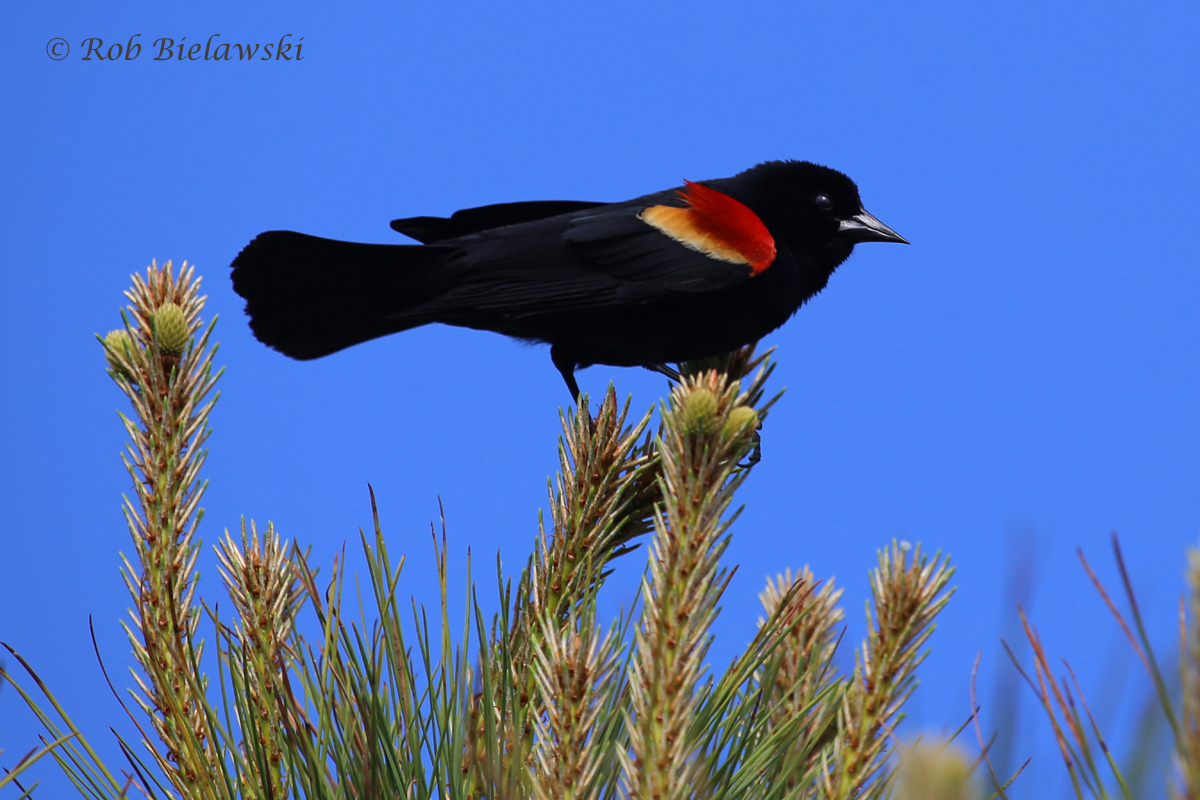   Red-winged Blackbird - Adult Male - 13 May 2015 - Pleasure House Point NA, Virginia Beach, VA  