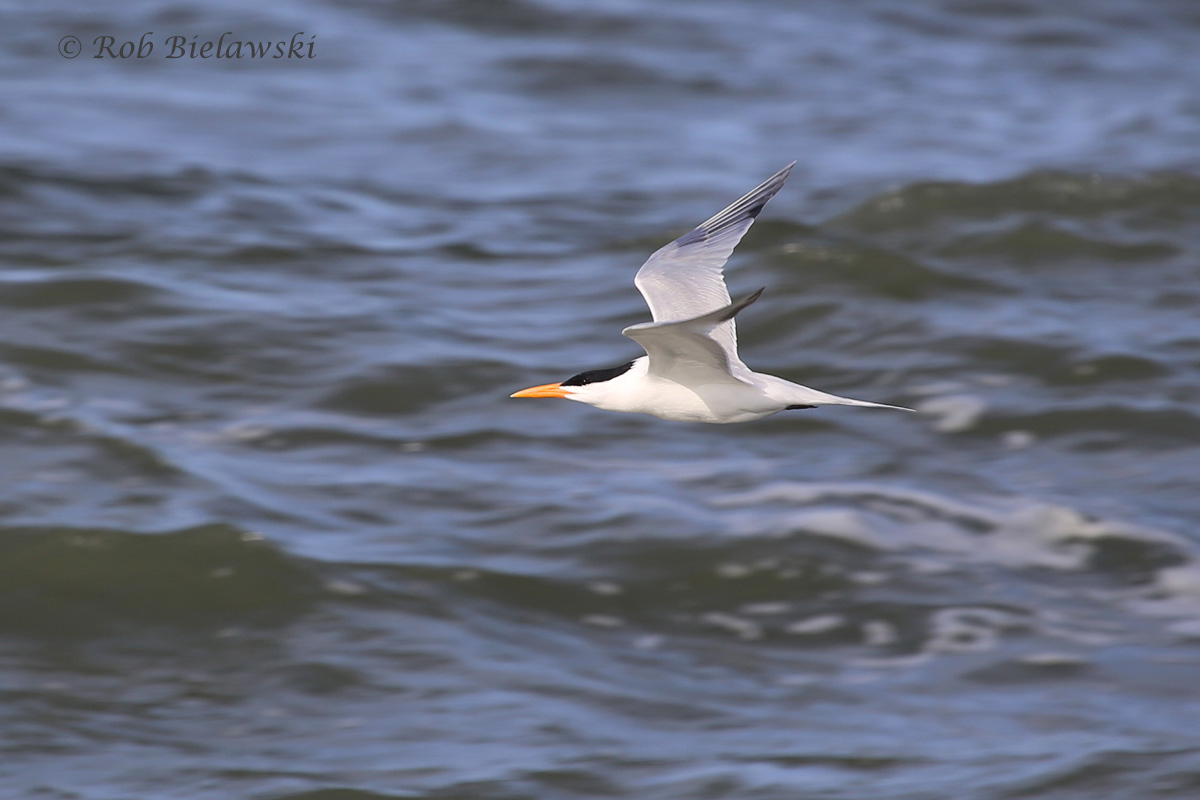   Royal Tern - Breeding Adult in Flight - 14 May 2015 - Back Bay NWR, Virginia Beach, VA  