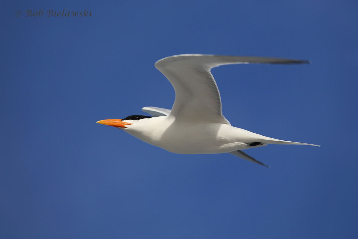   Royal Tern - Breeding Adult in Flight - 14 May 2015 - Back Bay NWR, Virginia Beach, VA  