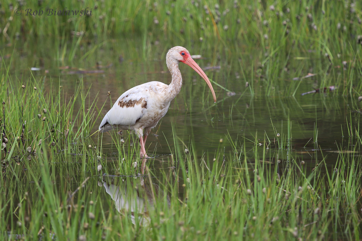 My first White Ibis at Pleasure House Point, showing first summer plumage!