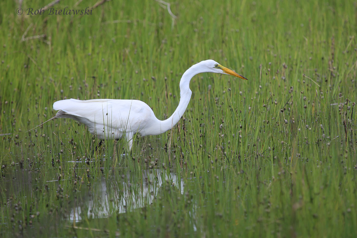 White birds like this Great Egret always look great on overcast days when the sunlight can't wash out their more intricate details!