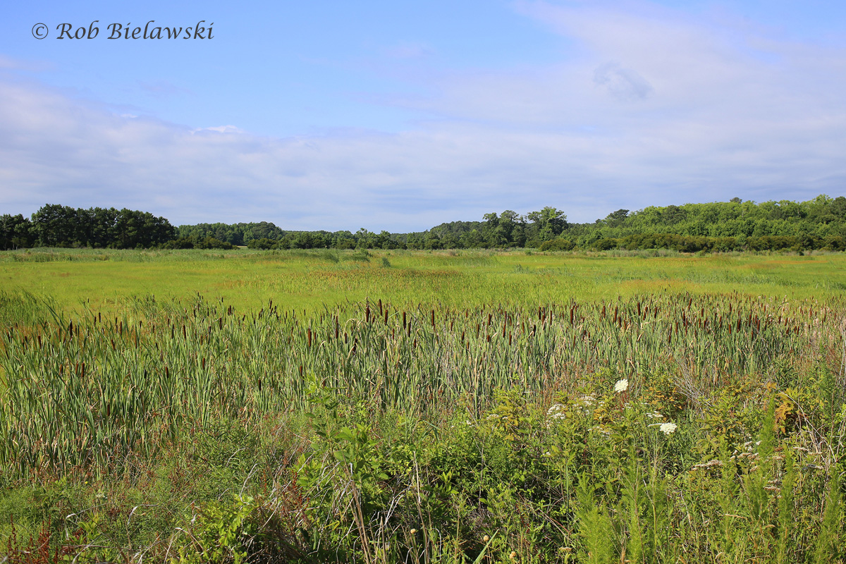 Princess Anne Wildlife Management Area on Sunday morning, showing the vivid blues and greens that the summer weather brings to the region!